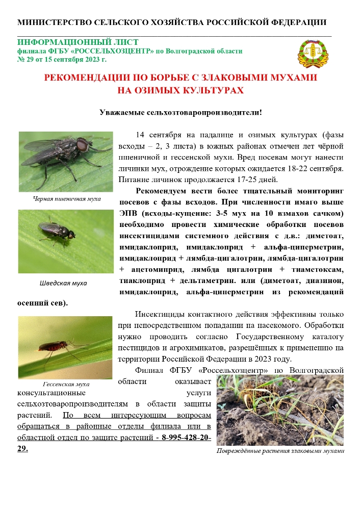 Рекомендации по борьбе с злаковыми мухами на озимых культурах
